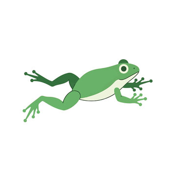 Green Frog Amphibian Creature Illustration.