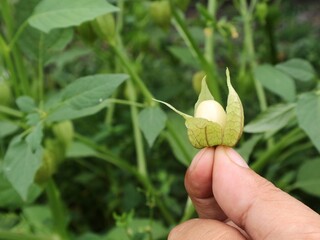 Fototapeta premium Hand holding fresh cape gooseberry (Physalis angulata) plant with green husks. Ideal for themes related to herbal medicine, organic farming, and healthy superfoods