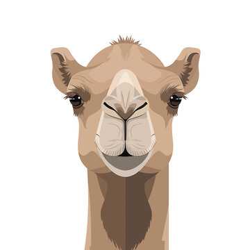 Close up of camel face portrait.