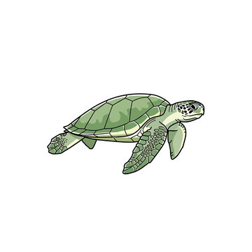 Green Sea Turtle Swimming Alone.