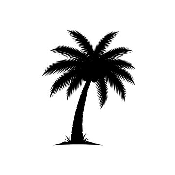 Silhouette of a single palm tree.