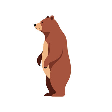 Brown bear standing on two legs 2.