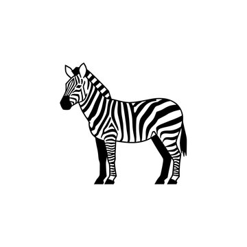 Black and white zebra standing alone.