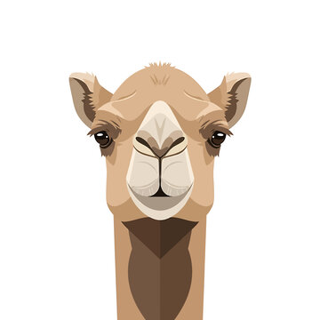 Illustration of a camels face closeup.