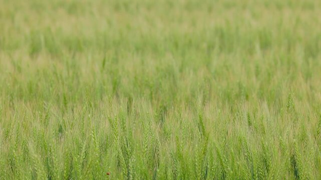 風に揺れる緑の麦の穂とてんとう虫のクローズアップ（福岡県小郡市）