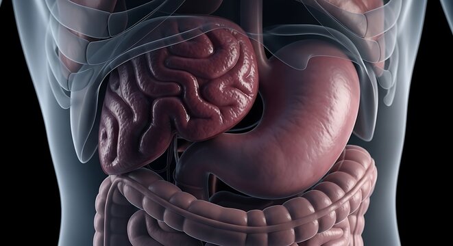Human Internal Organs Anatomy Illustration.