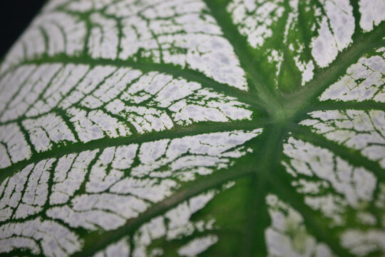 close up of a leaf
