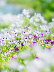 Obraz premium 明るい日差しで透き通る白い花畑。早春の公園や花壇を彩るネモフィラのある風景。ぼんやりした花畑のイメージ。自然風景素材。縦構図