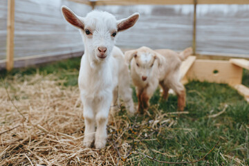 Fototapeta premium Goat kid duo outdoors in a straw covered pen, curious faces toward camera, rustic farm setting, soft natural light, relaxed mood, gentle movement, authentic countryside vibe