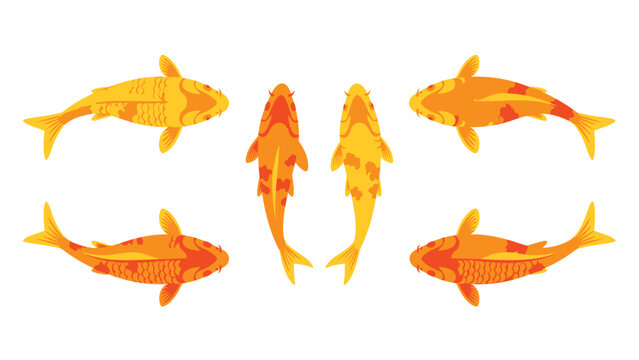Vibrant Golden Koi Fish Top View Illustrations. Orange and yellow Japanese carp vector set on white.