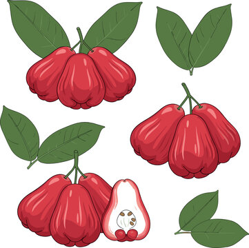 Rose Apple Fruit Vector Set with Whole Fruit, Cut Section, Seeds, and Green Leaves for Botanical, Tropical, and Educational Illustrations