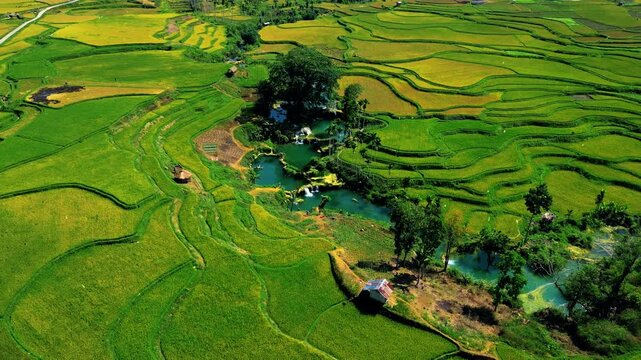 Waikacura Waterfall Cascades Through Emerald Rice Terraces in West Sumba