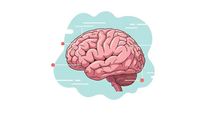Human Brain Anatomy Illustration Concept.