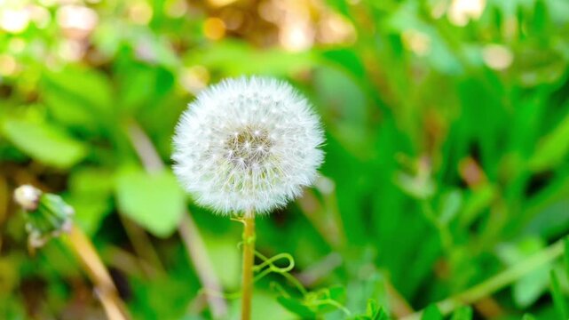 Dandelion seed flowers Taraxacum officinale. Dandelion on spring sunny day