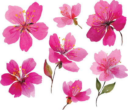 pink and white flowers