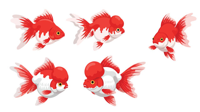 Vibrant Red and White Oranda Goldfish Set. Detailed Vector Illustration of Aquatic Pets Swimming on White Background.