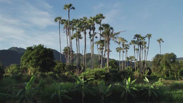 Smooth sideways drone footage passing a cluster of tall palm trees and banana plants in a lush tropical landscape on a sunny morning.
