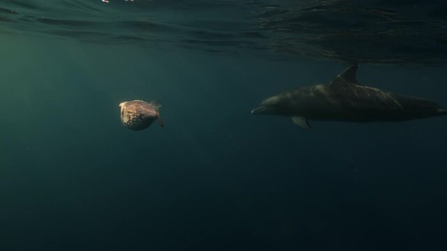 Bottlenose dolphins playfully interact with a porcupine fish in the open sea, displaying rare, intelligent behavior. A unique and fascinating glimpse into wild marine life in its natural habitat.