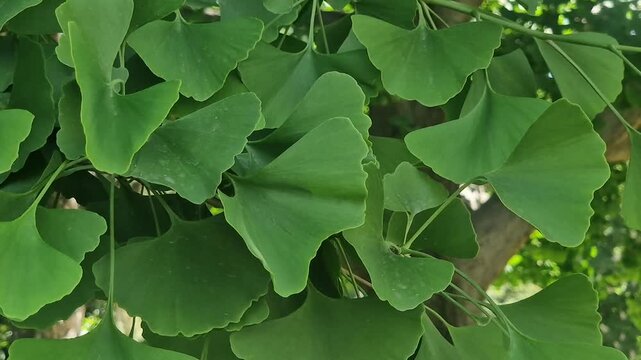 Lush green leaves of a ginkgo biloba tree fluttering on a branch in the bright summer sun