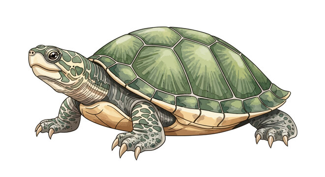 Detailed green turtle illustration isolated on white background
