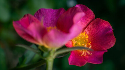 Fototapeta premium Close-up of Cistus Aldibus flowers, or often called grey-leaved cistus, and characteristics of thin petals, textured, and having many stamens in yellow to golden color, can be used for wallpaper, back