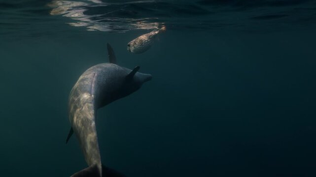 Bottlenose dolphins playfully interact with a porcupine fish in the open sea, displaying rare, intelligent behavior. A unique and fascinating glimpse into wild marine life in its natural habitat.