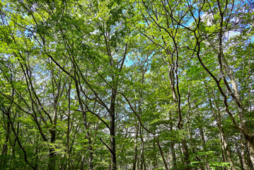 Fototapeta premium Japanese Zelkova