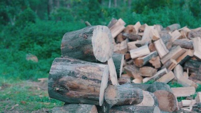 Cut Tree Logs and Chopped Firewood Pile Outdoors | Winter Fuel Preparation and Timber Harvesting in Forest | Rural Woodcutting and Heating Season Supply