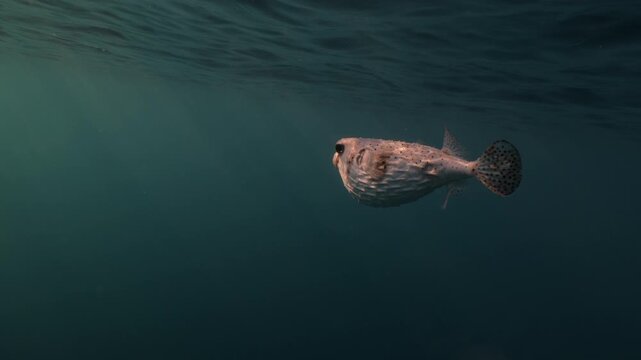 A lone porcupine fish drifts through the open ocean, illuminated by soft rays of natural sunlight. Surrounded by clear blue water, it moves slowly and peacefully in its vast marine world