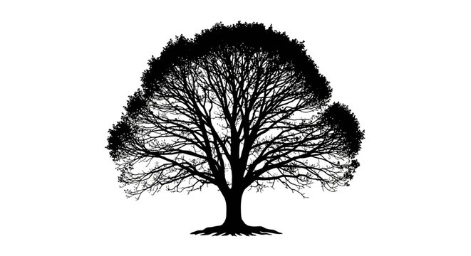 Majestic silhouette of a large mature deciduous tree with intricate branches and a dense canopy isolated against a stark white background evoking a sense of natural beauty