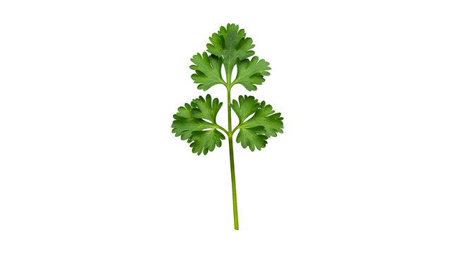 Single fresh cilantro leaf isolated against a dark backdrop in a minimalist style; vibrant green herb with finely divided leaflets studio shot