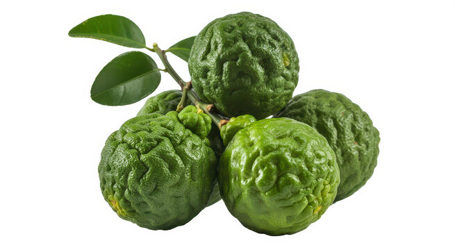 Several fresh green kaffir lime fruits with green leaves on a branch isolated on white background