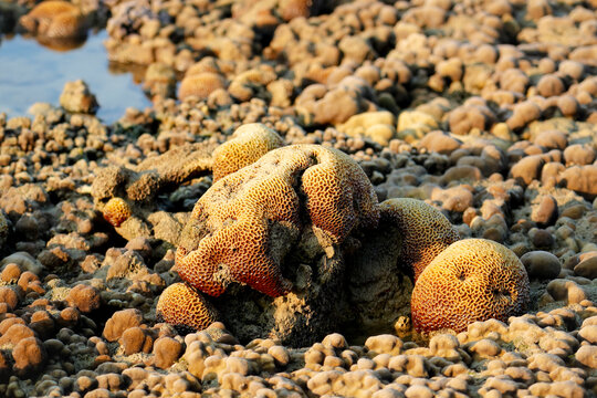 Sunlight warmly illuminates the intricate formations of brain coral, left bare and beautiful by the retreating ocean's embrace during a dramatic low tide.