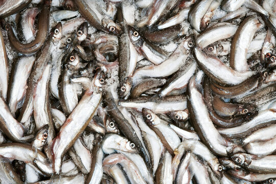 Frozen capelin. Frozen fish packaging. Capelin in a shipping container.