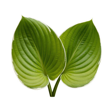 Two vibrant green hosta leaves with white edges isolated on a clean white background surface