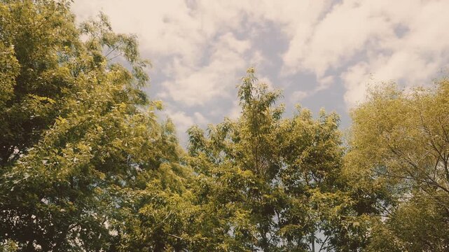 Old west cowboy walks by holding up a revolver handgun, with trees in background. Shot from a low angle at a high frame rate and edited in classic vintage western film style.