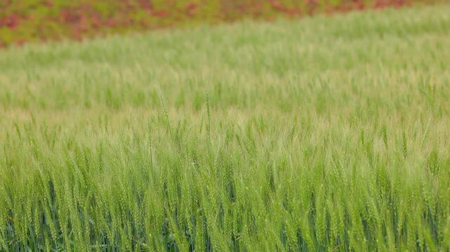 緑の麦の穂と背景に広がる赤い花のコントラスト（福岡県小郡市）