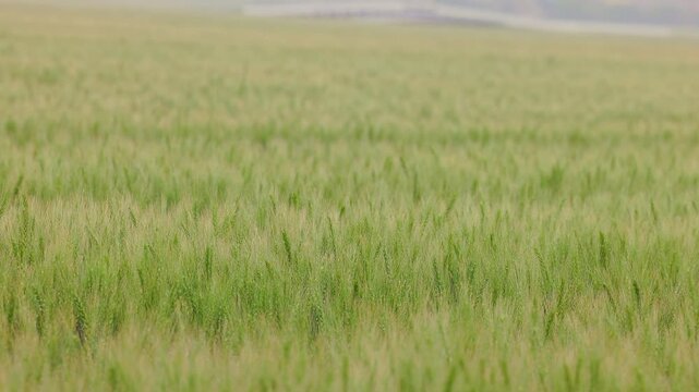 風に揺れる緑の麦の穂のクローズアップ（福岡県小郡市）