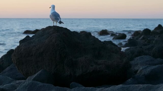 Gull Against Sunset. Serene Seagull Perched On Coastal Rocks With Soft Sunset Lighting And Calm Waves