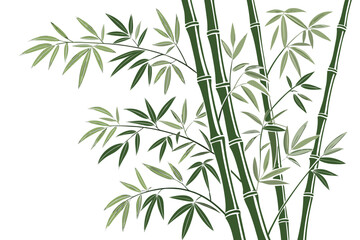 Fototapeta premium A stylized vector illustration of lush green bamboo stalks and delicate branches with soft leaves on a white background for design projects.