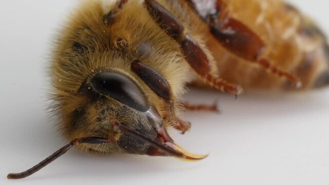 Close up macro shot of honeybee head and proboscis with antennae on white background, slowly moving and twitching during video footage.