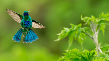 colibrí © JoseLuis