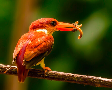 ave pajaro alimentandose