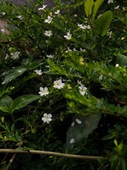 Fototapeta premium Delicate white wildflowers bloom amidst lush green foliage, creating a serene natural backdrop