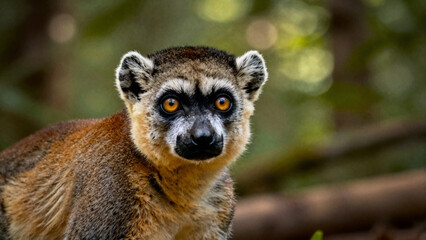 Fototapeta premium Portrait of a Red-fronted Lemur in a lush Madagascar forest with dappled sunlight