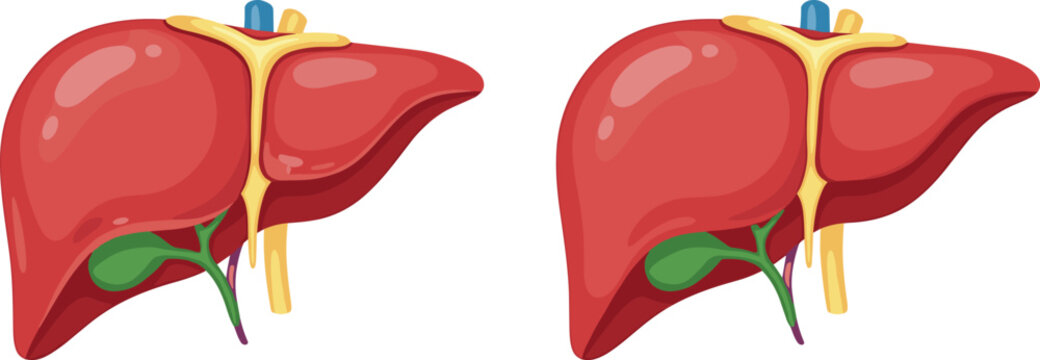 Human liver anatomy illustration featuring healthy organ with bile ducts and gallbladder in detailed medical flat vector style