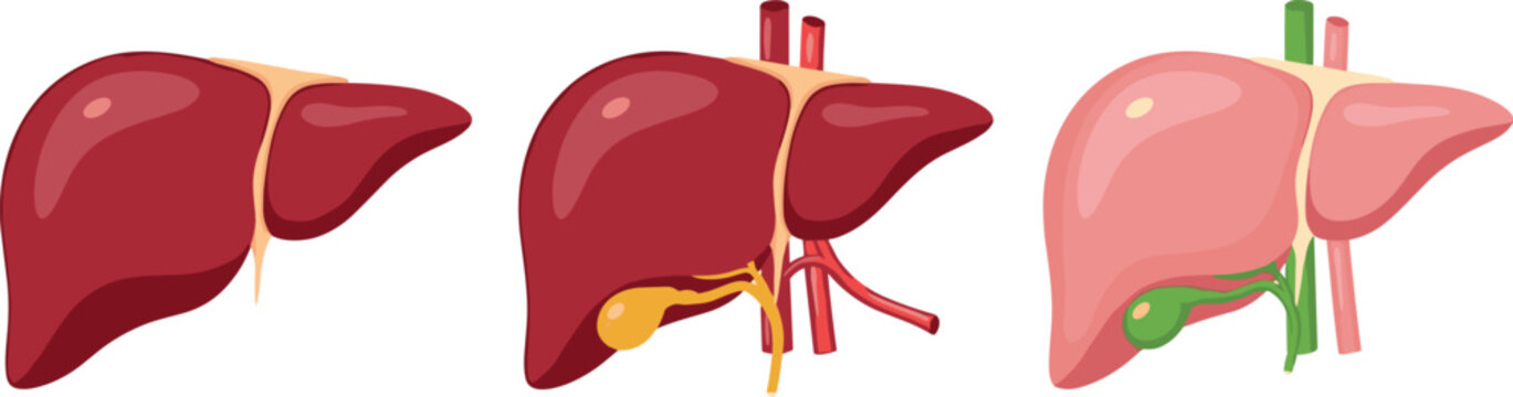 Human liver variations set showing simplified healthy anatomical liver and detailed organ with bile ducts and gallbladder flat vector illustration