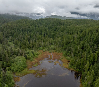 Aerial view of a dense evergreen forest surrounding a calm lake with marshy banks under a misty mountain range and overcast sky.
