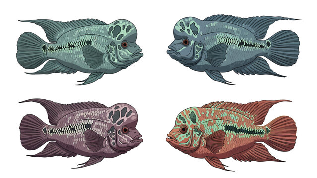 Colorful Flowerhorn Cichlid Fish Vector Illustration Set. Tropical Freshwater Aquarium Fish Collection.