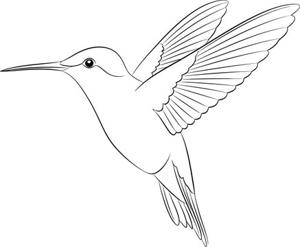 Line of a hummingbird in flight, facing left flying wings spread line black and white